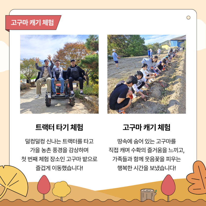 트랙터 타기 체험 / 덜컹덜컹 신나는 트랙터를 타고 가을 농촌 풍경을 감상하며 첫 번째 체험 장소인 고구마 밭으로 즐겁게 이동했습니다! / 고구마 캐기 체험 /땅속에 숨어 있는 고구마를 직접 캐며 수확의 즐거움을 느끼고, 가족들과 함께 웃음꽃을 피우는 행복한 시간을 보냈습니다!